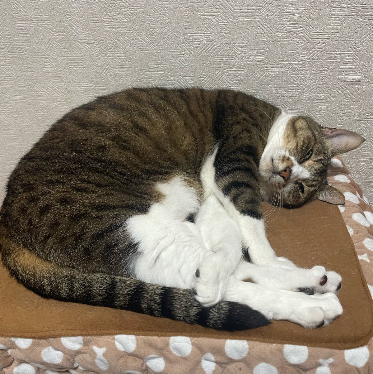 Neko_NekoCre's tweet photo. あの…うちのきなこちゃんが
本日9月5日で推定12歳になったので
お祝いのいいねください🐱

本当にいい子なんです

これまで大きな病気もせずに
朝5時に髪の毛噛んで腹にダイブするし
ご飯をあげたら盛大に吐くし
留守番が長いとトイレわざとハズすし
肛門を人の顔に向けてくるし
あと口臭いし

尊 https://t.co/G3e2C2OyLw