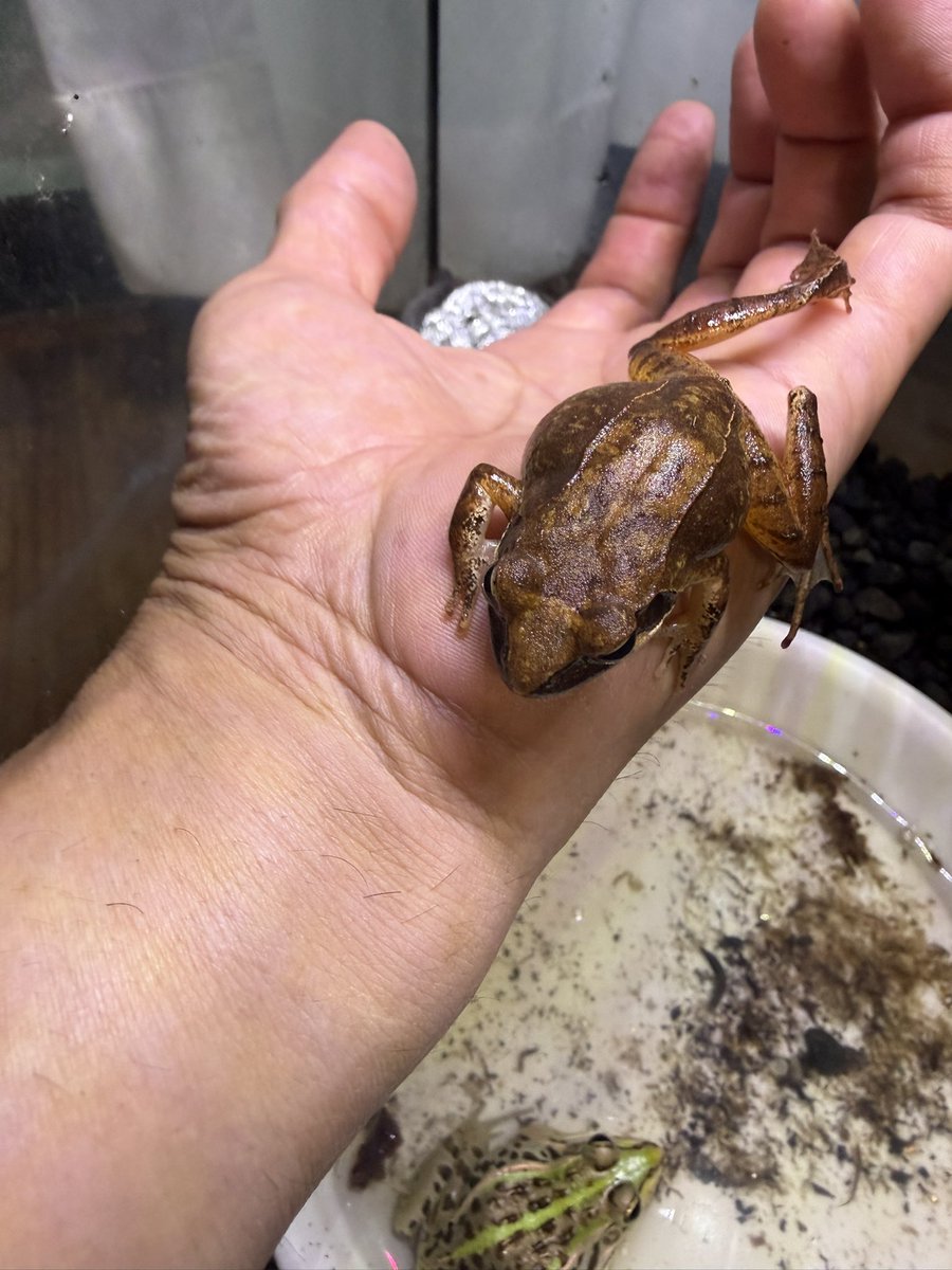 masputina's tweet photo. うちの🐸
アカガエルと思ってたけど、ヤマアカガエルかも知れない。。
誰か教えて〜ゲロゲロ🐸 https://t.co/cpOt6Sd1ak