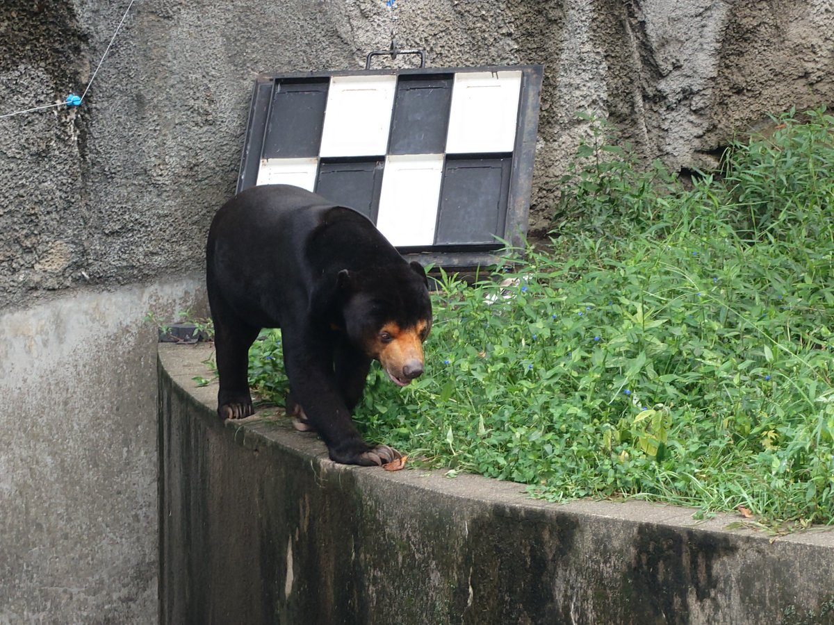 satochi_07's tweet photo. のんほいパークの推し、マレーグマのマーチンと、ヤギのつみれです https://t.co/y0VICcnuTX
