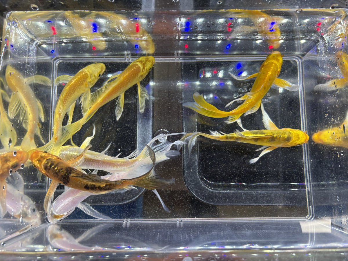 kanedai_ome's tweet photo. ヒレナガ鯉 光物
ヒレナガ鯉 柄物
錦鯉 https://t.co/gOpHBlHrki