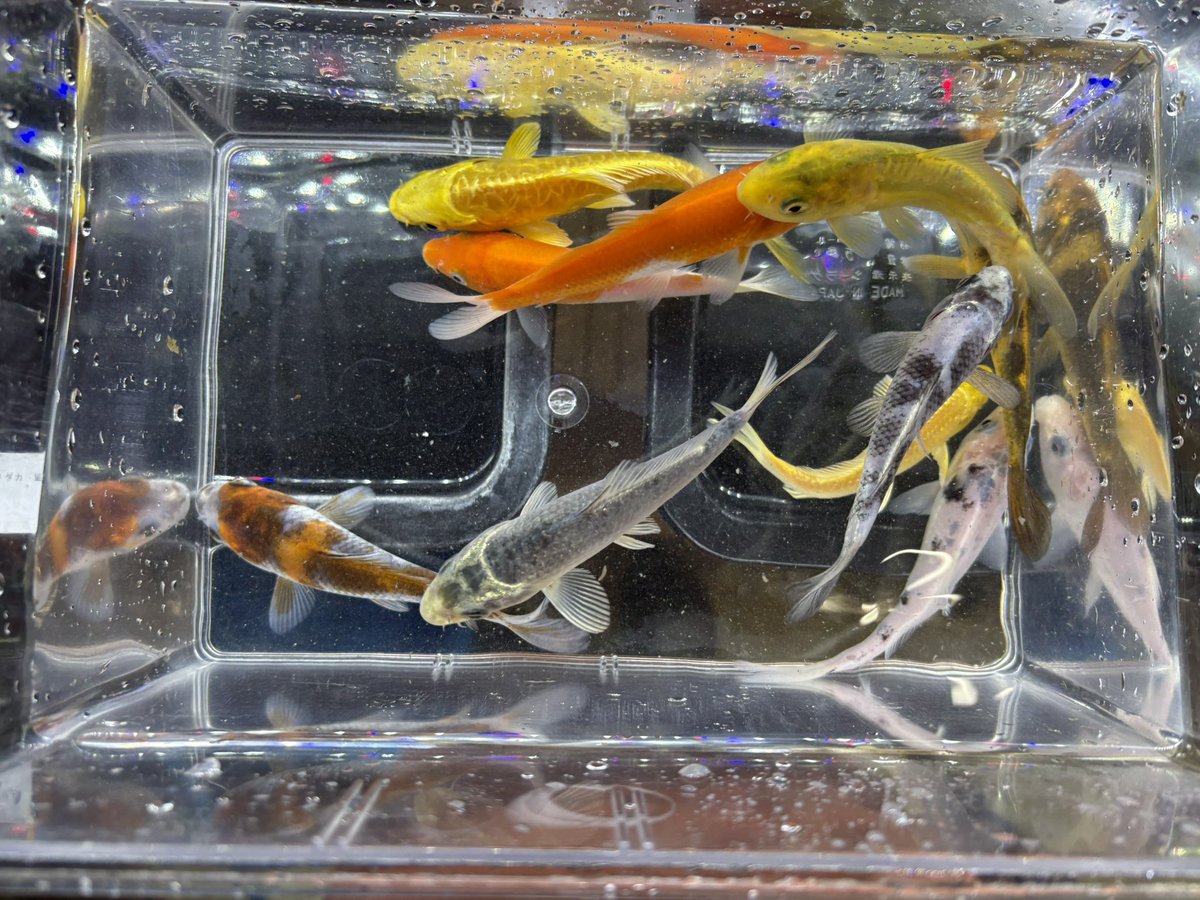 kanedai_ome's tweet photo. ヒレナガ鯉 光物
ヒレナガ鯉 柄物
錦鯉 https://t.co/gOpHBlHrki