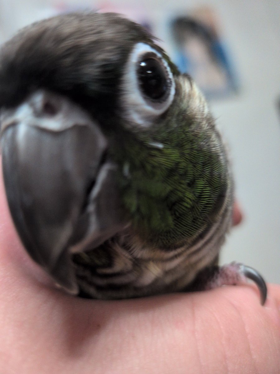 xoxoJavaSparrow's tweet photo. ドアップういちゃん https://t.co/e2vb7K6XQc