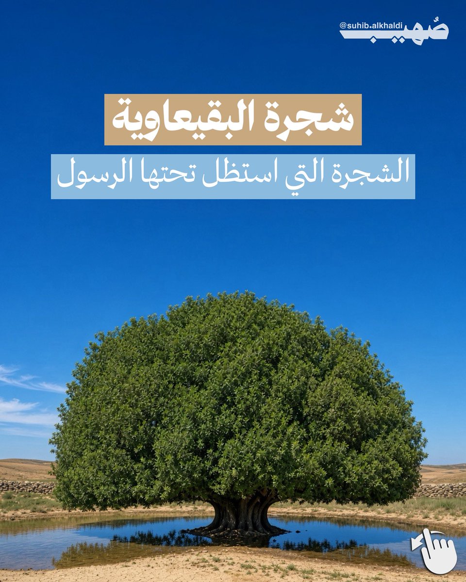 AlkhaldiSuhib's tweet photo. شجرة البقيعاوية، الشجرة التي استظل تحتها خير الخلق سيدنا محمد ﷺ https://t.co/vedec914FX