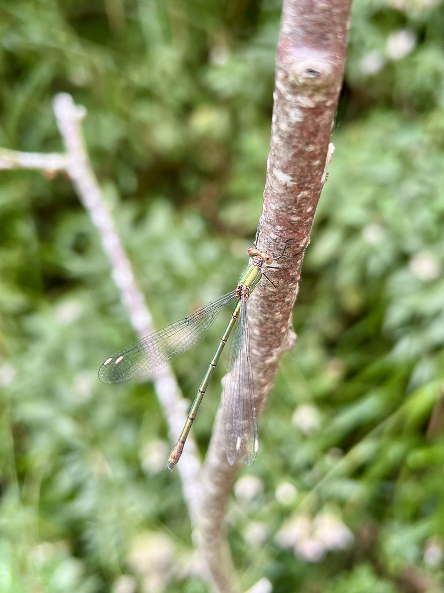 Pensthorpe's tweet photo. What wildlife has been spotted over the past week?
๐ชถ Bittern
๐ฆ
Marsh Harrier
๐ฆ Common Lizard
๐ฆ Hummingbird Hawkmoth
๐ Willow Emerald Damselfly (๐ธ)
#PensthorpeSightings #DiscoverWildlife https://t.co/7bG4XndXfk
