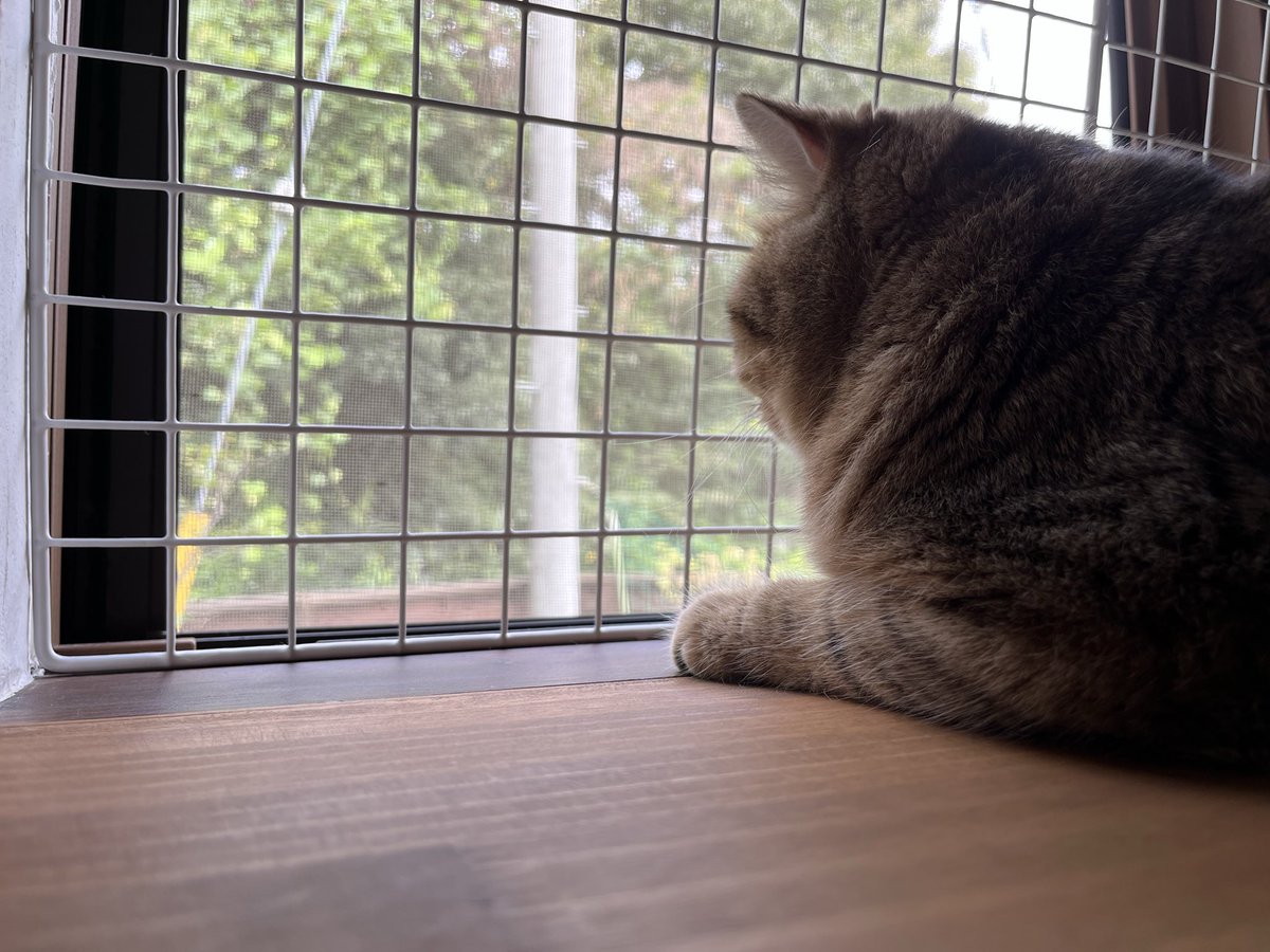 caddis46's tweet photo. 涼しくなった
網戸はイイね〜♪

#ブリティッシュショートヘアー #猫 #ねこ #ネコ #cat https://t.co/hL1B3HNHkU
