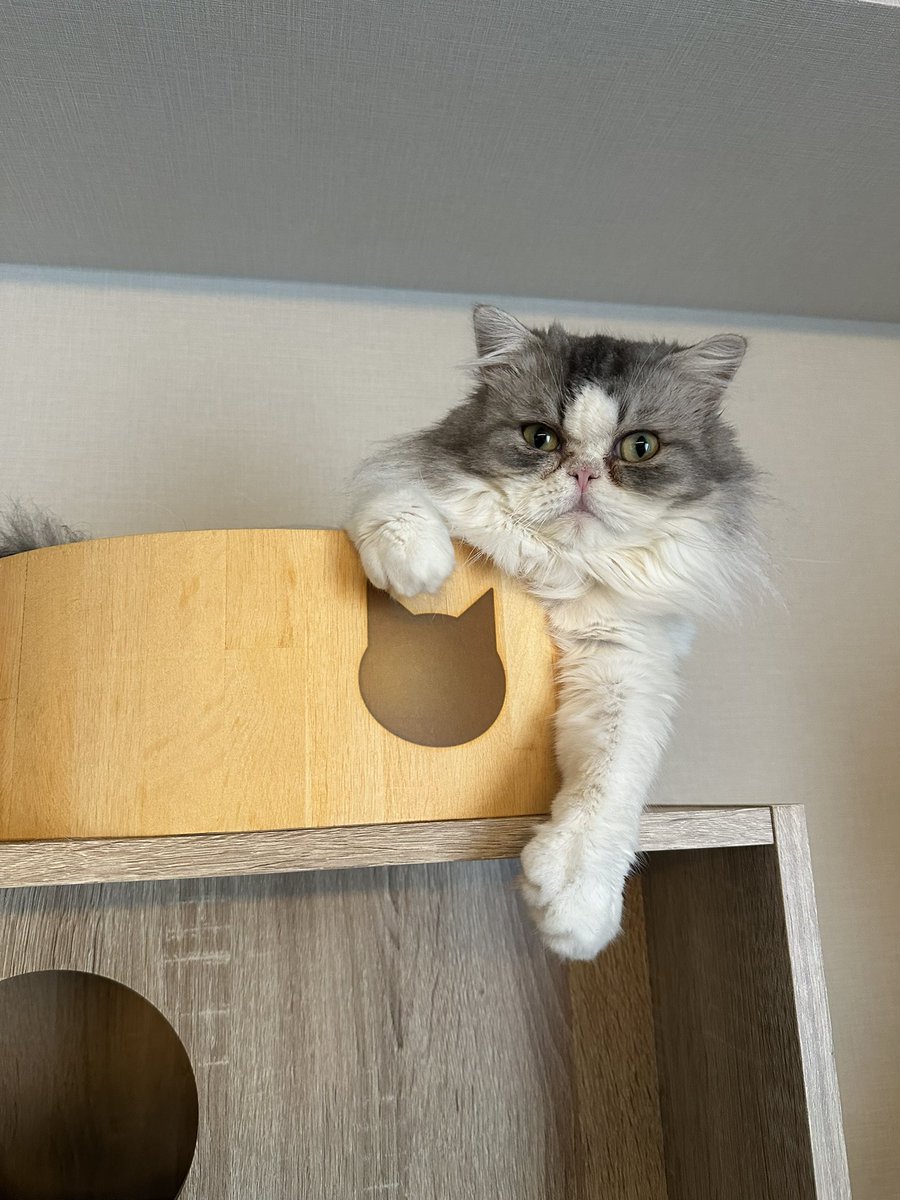 chacooofuuuta's tweet photo. 昨年←                                   →今年

大きくなったね（՞>⩊<՞）

#猫のいる暮らし  #猫好きさ��と繋がりたい  #ミヌエット  #ちゃこふうた https://t.co/lM2E3RYbMJ