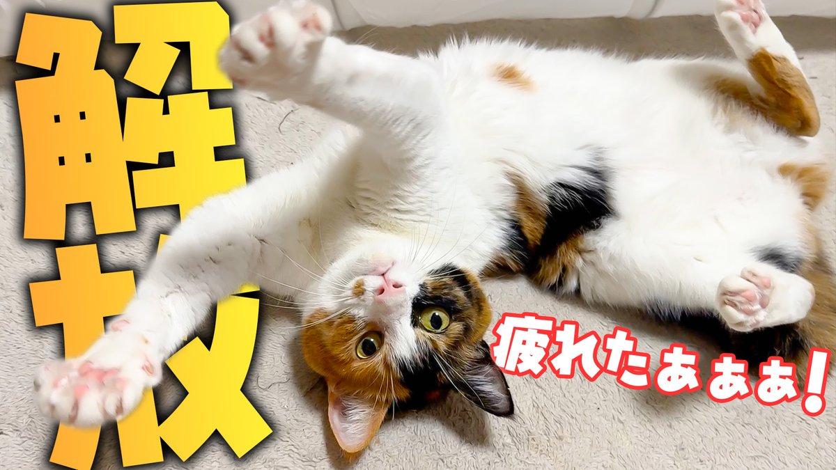 atsushi_314's tweet photo. 猫が病院から帰ってきた開放感で狂ってしまいました。 https://t.co/xcXC1L2NmE @YouTubeより 

本日の動画！！少し早く公開！！
ベルちゃんの開放感で暴れてる様子が可愛すぎたwww https://t.co/uTATK7Yk9d