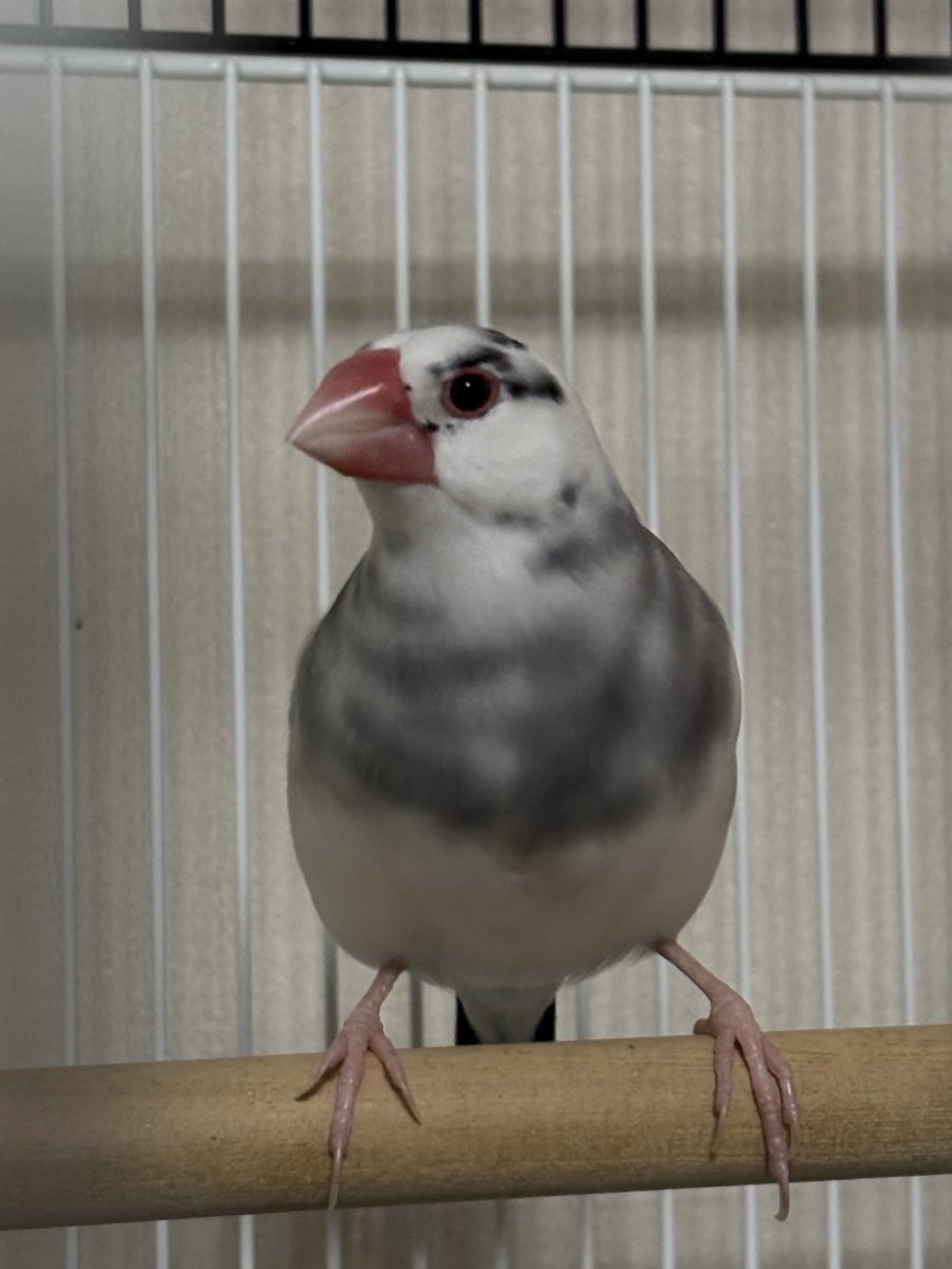 AsiyaTeto's tweet photo. 鳥s https://t.co/8usG8OC1n5