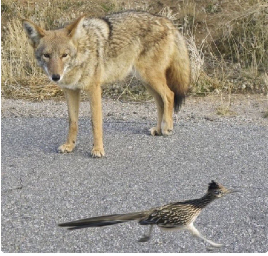 TentaclesNot's tweet photo. It's a good thing Warner Bros isn't Disney, they'd be churning out a soulless live action Coyote Vs Acme in a matter of years. https://t.co/w4ByWrPSUD