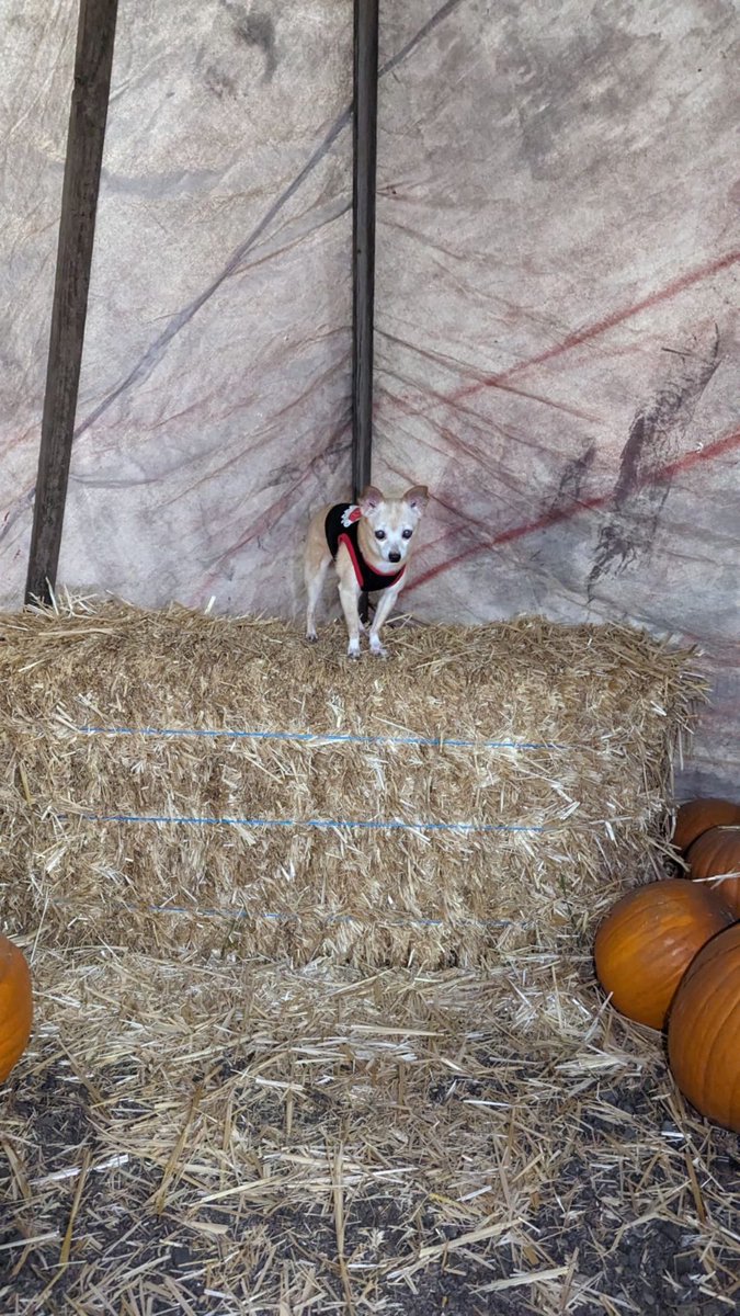 katiealli's tweet photo. Jelly was surrounded by pumpkins and hay. https://t.co/Js6pcCb3u6
