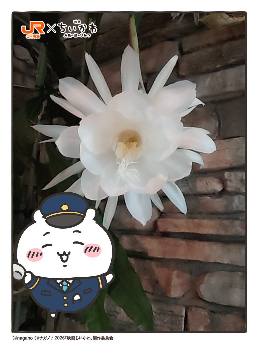 satochi_07's tweet photo. 新幹線乗ってGETした、ちいかわのARで、写真撮ってみました
島二郎が居て、ちょっと嬉しい

トートバッグは、今度東京行った時に貰いに行こうと思います https://t.co/WqZPtLGSd8