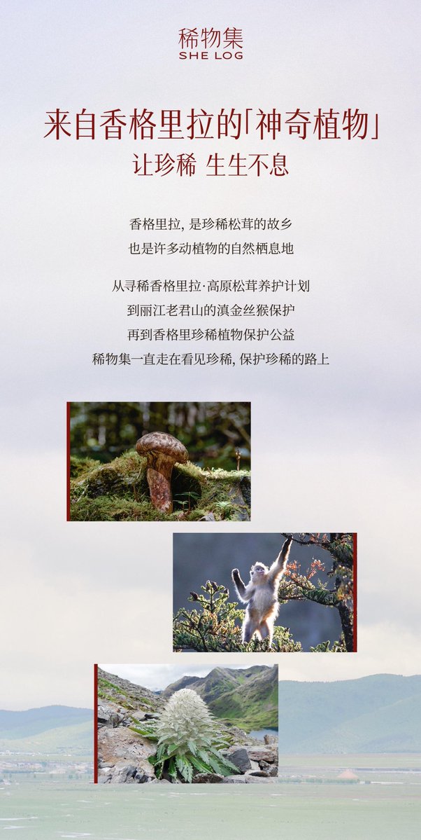 QiuQiuHomeTH's tweet photo. [05.09.2026] WEIBO | 稀物集SHELOG UPDATE 

ณ แชงกรี-ลา พืชพรรณก็เฉกเช่นเดียวกับผู้คน ล้วนมีเรื่องราวเป็นของตนเอง
ที่นี่คือแหล่งกำเนิดของ���ห็ดมัตสึตาเกะอันล้ำค่า และเป็นแหล่งพักพิงอันสงบสุขของพืชพรรณและสรรพสัตว์นับหมื่นพัน

จาก 【สายพันธุ์ที่ใกล้สูญพันธุ์】 สู่ 【การเพาะพ��นธุ์อย่างยั่งยืน】
แบรนด์ SHELOG มุ่งมั่นพยายามเสมอมา เพื่อให้สิ่งล้ำค่าที่หายาก ได้เติบโตงอกงามอย่างไม่รู้จบ
โฟโต้การ์ดเมล็ดพันธุ์คอลเล็กชันซิงชิว เตรียมเปิดตัวเร็ว ๆ นี้
มาร่วมกันปกป้อง "พืชพรรณมหัศจรรย์" จากแชงกรี-ลาไปด้วยกันนะ

🔗 https://t.co/6tbsQlqQQ0

XINGQIU LESS IS MORE
#XINGQIUforSHELOG
#KipukaQiu #QiuDingJie #XingQiu