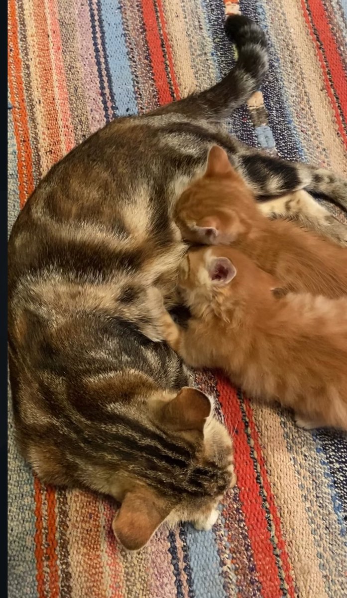 nuraalbora's tweet photo. Cihan’ın el sürdüğü kedi bile hamile kalmış, Alya niye hamile olmuyor ya??? https://t.co/hWP09ANZ91