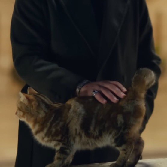 nuraalbora's tweet photo. Cihan’ın el sürdüğü kedi bile hamile kalmış, Alya niye hamile olmuyor ya??? https://t.co/hWP09ANZ91