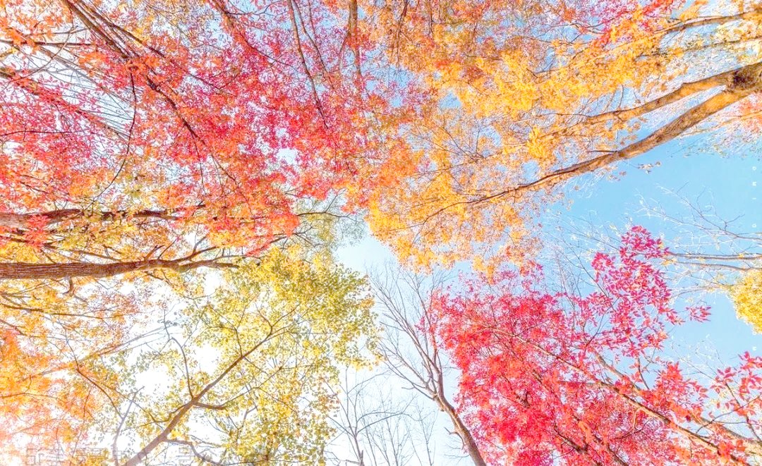 aislv652916's tweet photo. New to photography Start with the basics: natural light and your phone! Snap outdoor shots during golden hour (1hr after sunrise, 1hr before sunset) for warm, dreamy vibes—no fancy gear needed.， https://t.co/r7CH4FMxM7