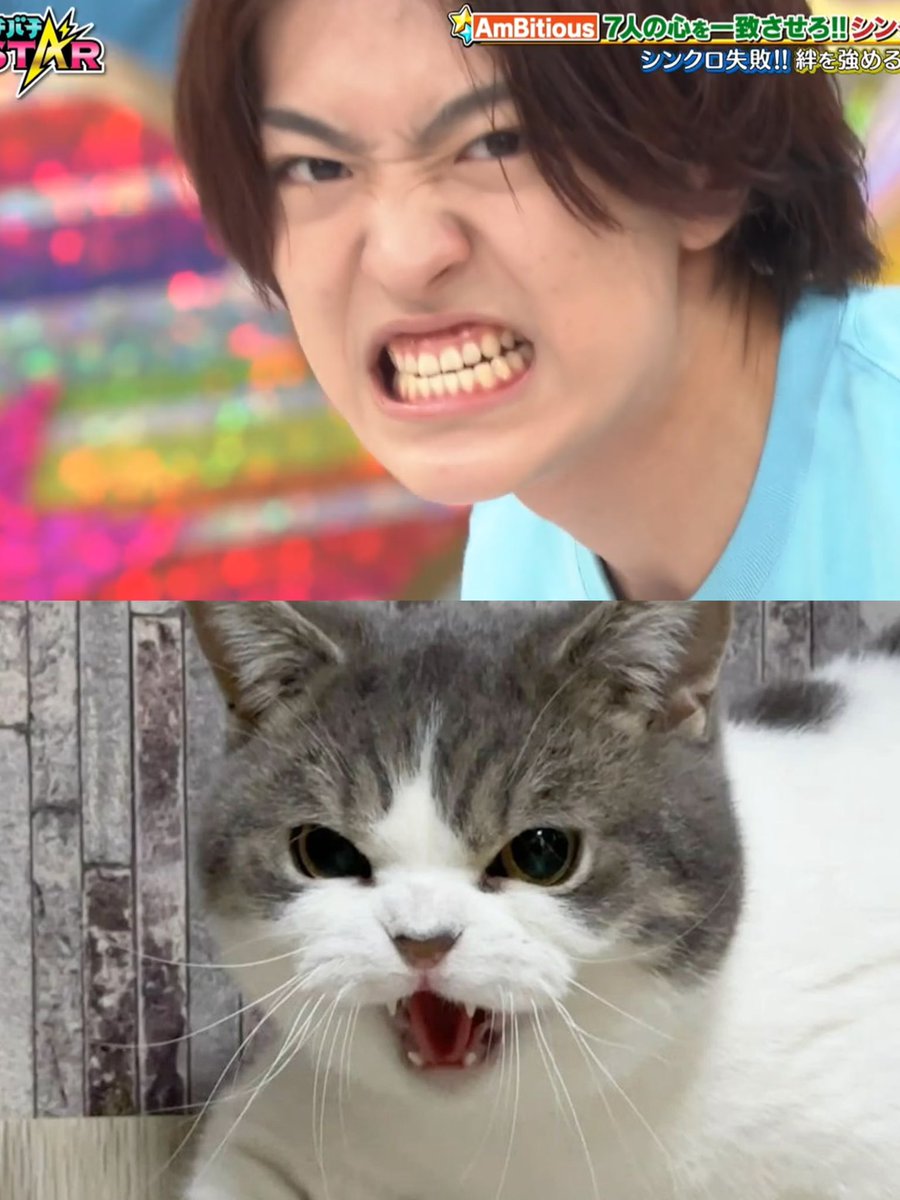 daisuk1ta's tweet photo. ねこ(井上一太)の威嚇見れて神。ぅぁう！🐱とか言ってるしガチ猫や。ライオンに憧れる猫です。#バチバチSTAR https://t.co/xwbH4jU9YN