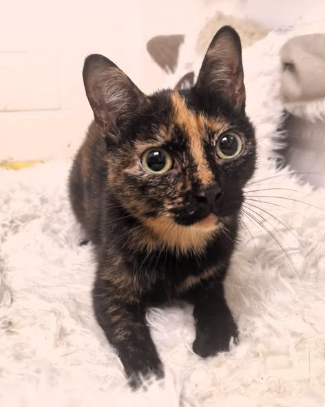 yolandaschultes's tweet photo. 63303 Dreieich
Katze in einer Transporttasche ausgesetzt
Kopie Tierheim
NEIN - das ist kein Fundtier
Geschlecht: weiblich - keine Kennzeichnung
In den frühen Morgenstunden 04.09.2026 wurde diese Katze vor unserer Tür ausgesetzt. Dies ist eine Straftat!
Wer kennt diese nette Kätzin? 
Selbst bei einer Notlage sollte ein Tier nicht ausgesetzt werden.
Wir sind auch jetzt noch gesprächsbereit, sollten sich die Menschen, die das ihrer Katze angetan haben, es sich noch überlegen
+49 6103 82788
info@tierheim-dreieich.de