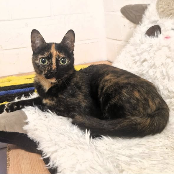 yolandaschultes's tweet photo. 63303 Dreieich
Katze in einer Transporttasche ausgesetzt
Kopie Tierheim
NEIN - das ist kein Fundtier
Geschlecht: weiblich - keine Kennzeichnung
In den frühen Morgenstunden 04.09.2026 wurde diese Katze vor unserer Tür ausgesetzt. Dies ist eine Straftat!
Wer kennt diese nette Kätzin? 
Selbst bei einer Notlage sollte ein Tier nicht ausgesetzt werden.
Wir sind auch jetzt noch gesprächsbereit, sollten sich die Menschen, die das ihrer Katze angetan haben, es sich noch überlegen
+49 6103 82788
info@tierheim-dreieich.de