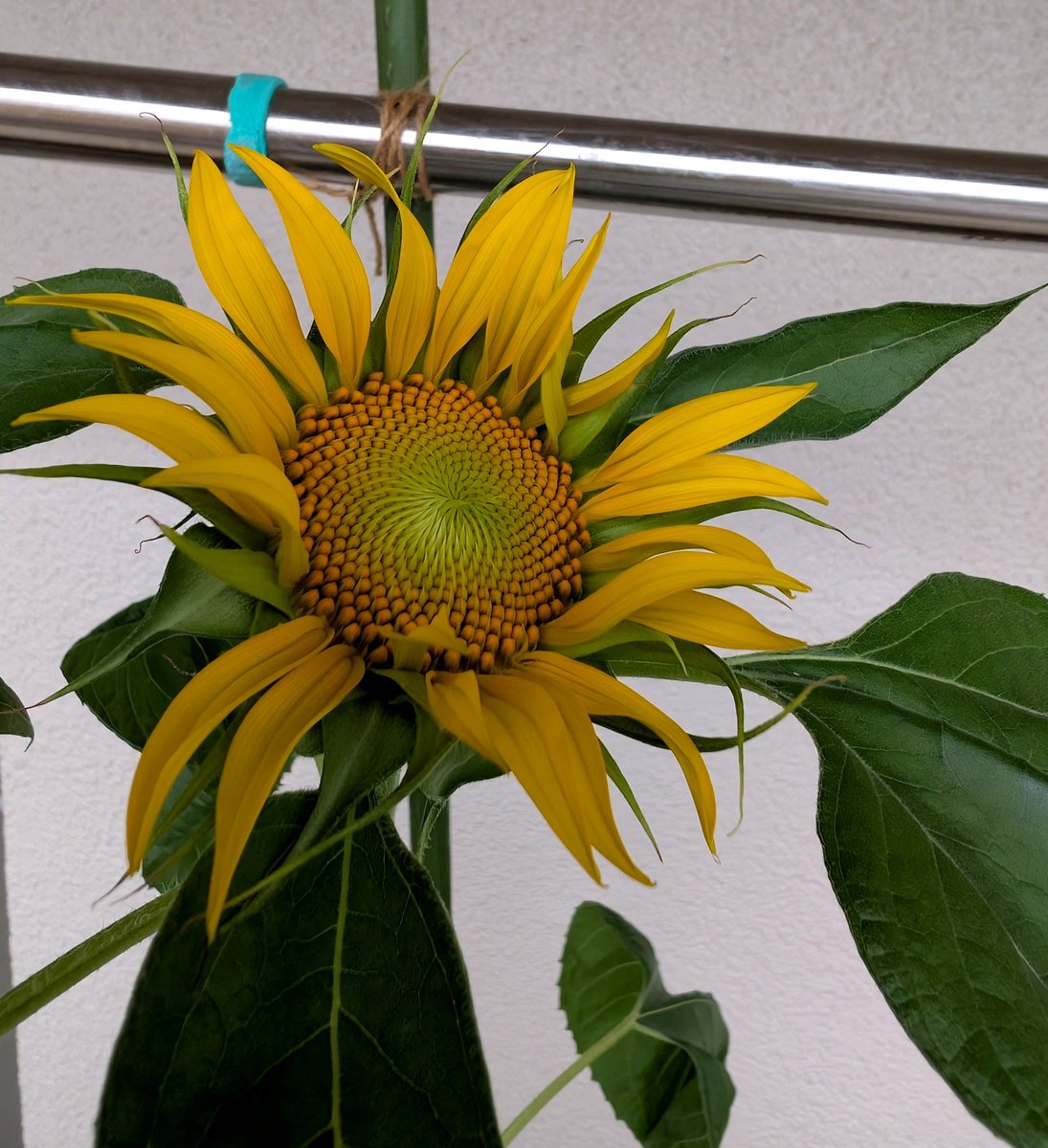 Pandaexn's tweet photo. やっと咲きました！お嬢様のひまわり🐼🌻
やった〜！😭

#タンタン https://t.co/X6gBZvc3ca