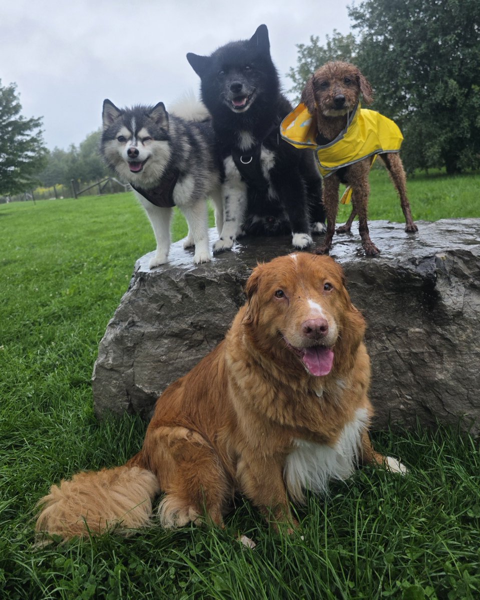 WalkinDogwalk's tweet photo. Our #posingpups endured wind and rain this week - but we ended with sunshine!
🌞⛈️💖🐾🐕🐶🐾💖🌞
#Saturdaysocial #longweekendvibes #walkinthedog https://t.co/A2hDvjiDeU