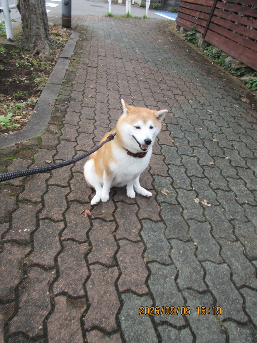 hiro70534949's tweet photo. 柴犬モコ
行くよ、南公園に行って来ました。
#柴犬 https://t.co/CguF1HEl33
