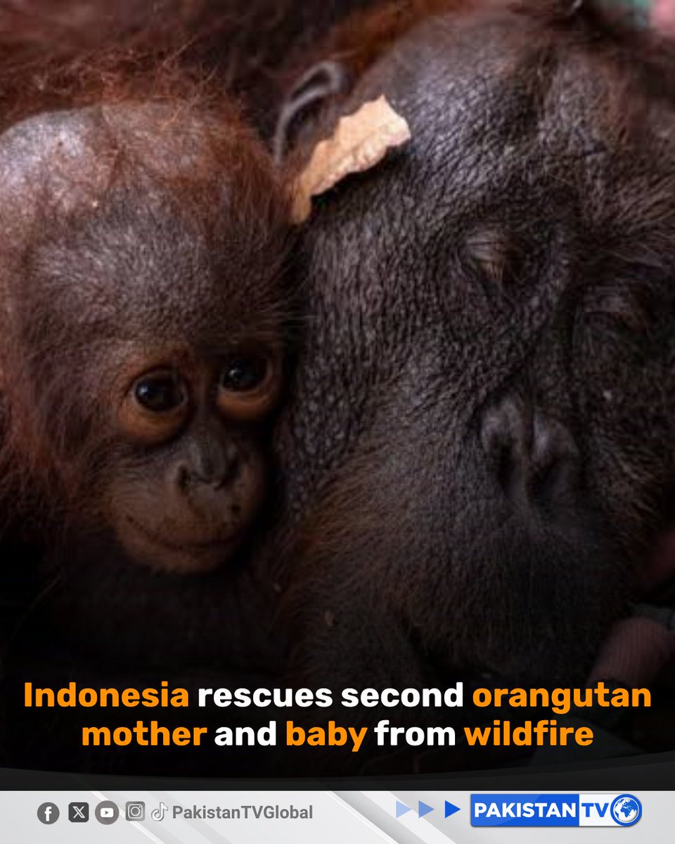 PakTVGlobal's tweet photo. An orangutan mother and her baby have been rescued after wildfires threatened their habitat in Indonesia. The pair had been under observation since July after being spotted near a forest in West Kalimantan.
#Indonesia #Orangutan #WildlifeRescue #ForestFires #PakistanTV https://t.co/0sIsnFsSS1
