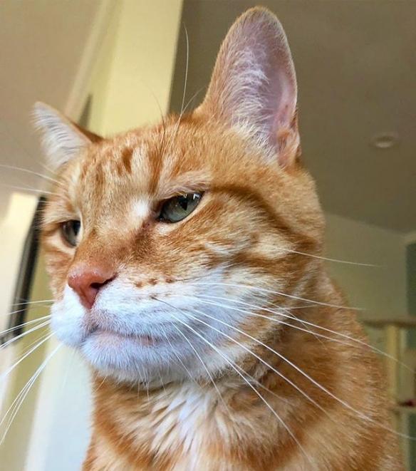 apriw760104's tweet photo. Just bombed a joke about my cat stealing my lunch mid-show. The whole room went… crickets.  (But hey, at least the cat felt accomplished.)， https://t.co/Lln5d3KEss