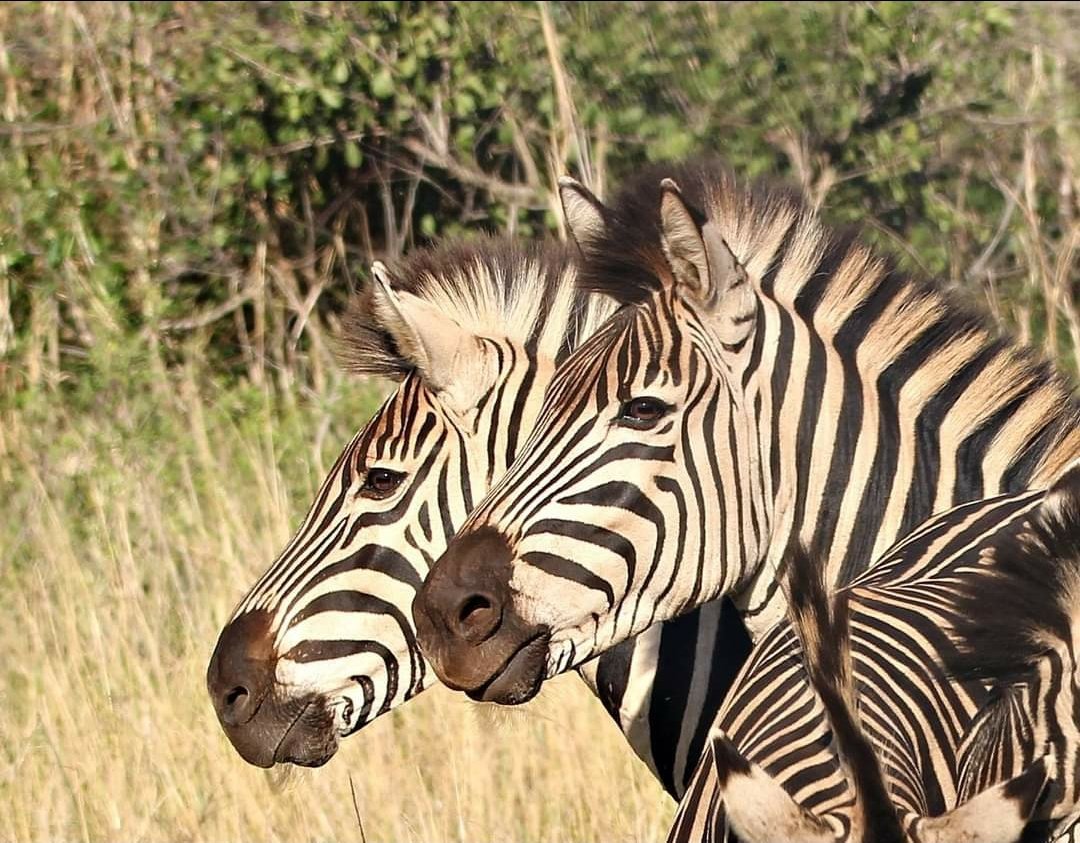 emolweni1's tweet photo. @DailyPicTheme2 #dailypicturetheme #zebra #playfull #stripedpyjamas #africanwildlife #KZN https://t.co/sqdcUJgwSt