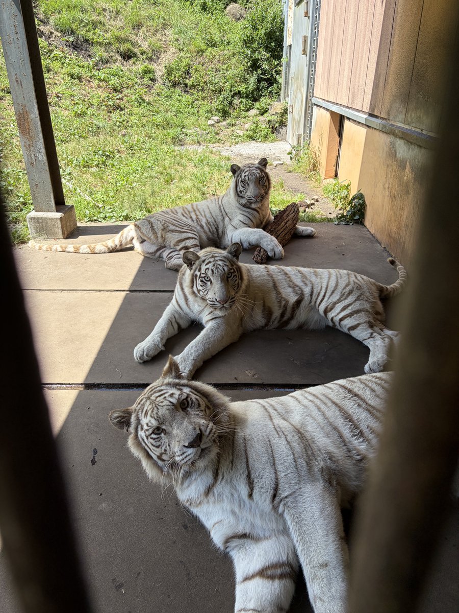 izu_anikin's tweet photo. 本日で親子3頭での展示を終了しました🐯
収容から最後部屋に別れていく3頭です。 https://t.co/sA12oK72Dh