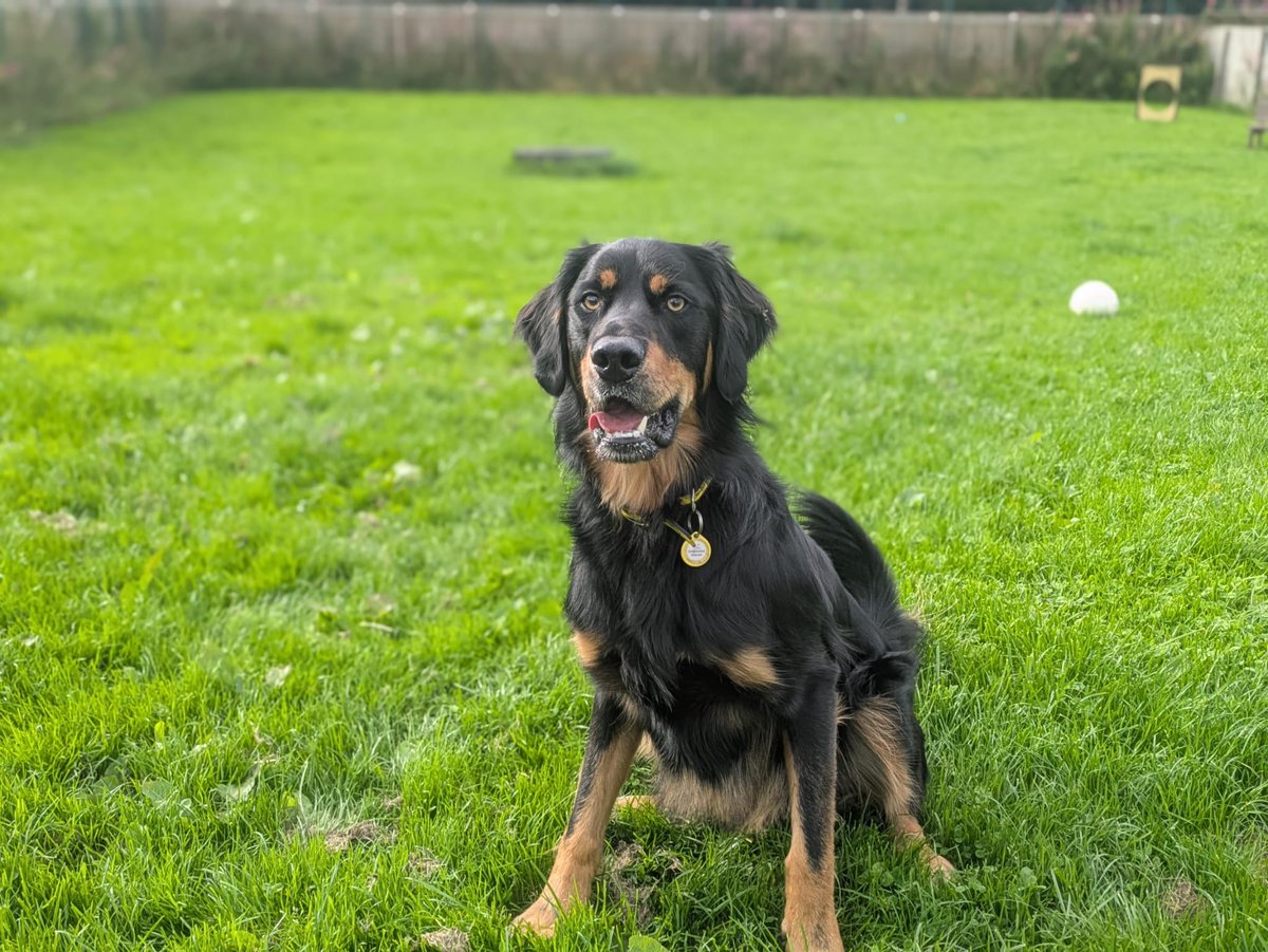 DT_WestCalder's tweet photo. Meet our ball obsessed lad - Bailey! ⚽

Bailey is a gorgeous 2-year-old Huntaway cross with a big personality and an even bigger love for cuddles! 💛 He’s playful, clever and loves a good game of fetch, long walks in quieter places and exploring new places on a road trip. 🚗

Bailey can be a little vocal when he spots other dogs because he’s so excited to say hello, but he has lots of doggy friends and is doing brilliantly with his training here at the centre. 🐶

He’s a clever boy who loves to learn. Could Bailey be the one you’ve been looking for? 🥰

@dogstrust
#adoptdontshop
#adogisforlife
#dogstrustwestcalder