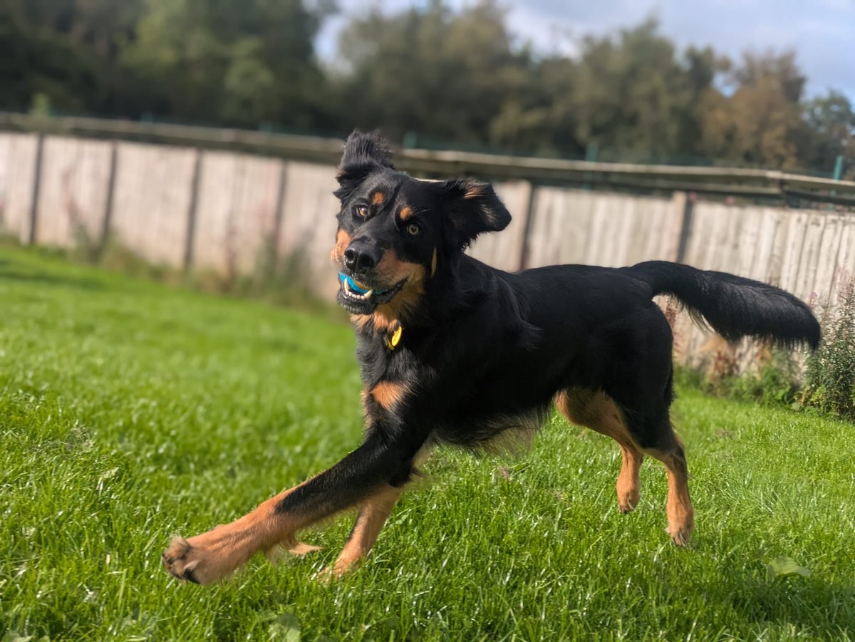DT_WestCalder's tweet photo. Meet our ball obsessed lad - Bailey! ⚽

Bailey is a gorgeous 2-year-old Huntaway cross with a big personality and an even bigger love for cuddles! 💛 He’s playful, clever and loves a good game of fetch, long walks in quieter places and exploring new places on a road trip. 🚗

Bailey can be a little vocal when he spots other dogs because he’s so excited to say hello, but he has lots of doggy friends and is doing brilliantly with his training here at the centre. 🐶

He’s a clever boy who loves to learn. Could Bailey be the one you’ve been looking for? 🥰

@dogstrust
#adoptdontshop
#adogisforlife
#dogstrustwestcalder