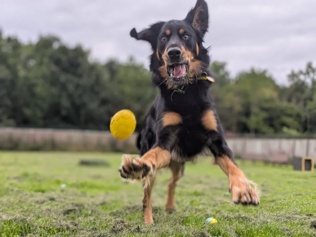 DT_WestCalder's tweet photo. Meet our ball obsessed lad - Bailey! ⚽

Bailey is a gorgeous 2-year-old Huntaway cross with a big personality and an even bigger love for cuddles! 💛 He’s playful, clever and loves a good game of fetch, long walks in quieter places and exploring new places on a road trip. 🚗

Bailey can be a little vocal when he spots other dogs because he’s so excited to say hello, but he has lots of doggy friends and is doing brilliantly with his training here at the centre. 🐶

He’s a clever boy who loves to learn. Could Bailey be the one you’ve been looking for? 🥰

@dogstrust
#adoptdontshop
#adogisforlife
#dogstrustwestcalder
