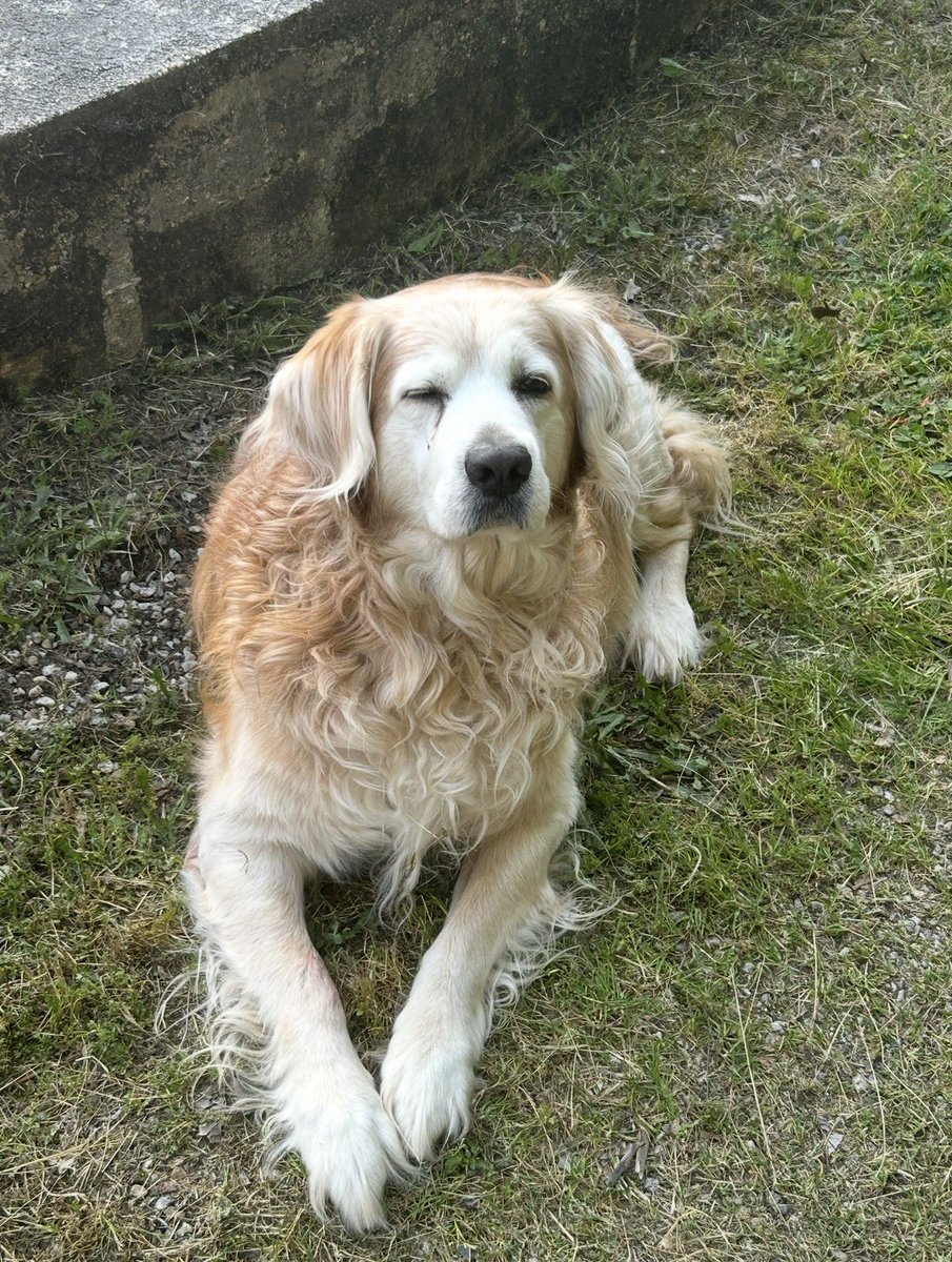 ZayRoX__'s tweet photo. Il est parti ce matin, il s’est laissé partir dans mon jardin avant que je puisse l’emmener au véto.. j’suis au fond c’est la pire douleur au monde.. 

j’le considérais comme l’être humain le plus cher à mes yeux, Il a eu la meilleure vie possible mon p’tit Louky 🕊️🦮 https://t.co/jErPhBLP4x