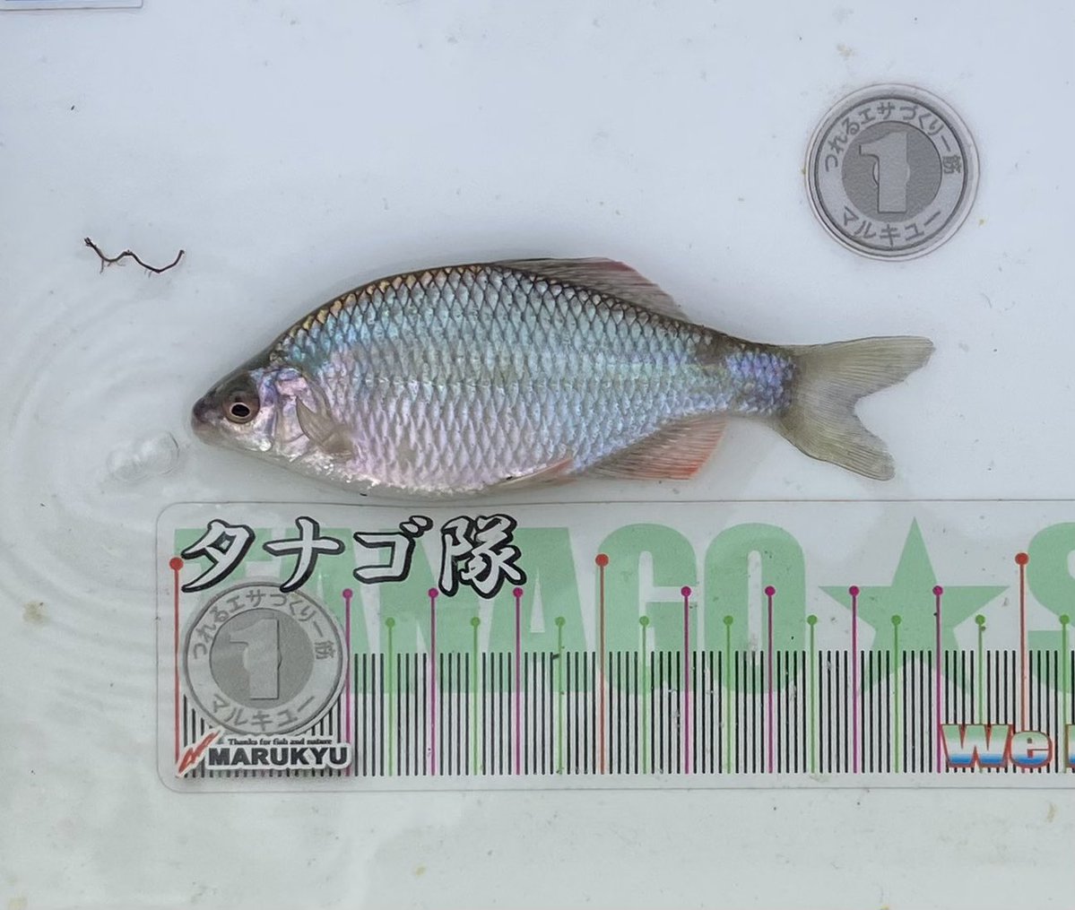 Tanago83's tweet photo. 本日の薔薇🌹鱮🐟釣り🎣

仕事明けで第2ホーム池へGO❗️ 🚙➰　12時15分〜16時45分迄の午後練 🎣　本日は秋のK.H祭り❗️
最初の1時間は70匹 🐟　今日は楽しい午後練だった😆 https://t.co/EDQ2dTVYu6