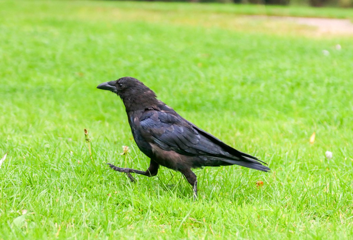 CrowMonthly's tweet photo. Forgot my keys. https://t.co/Rac7FPzHgg