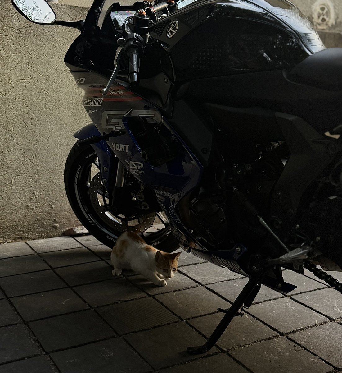 Perturpe's tweet photo. This is the hardest picture I own tbh cat is metal as fuck https://t.co/7erodvuTSp