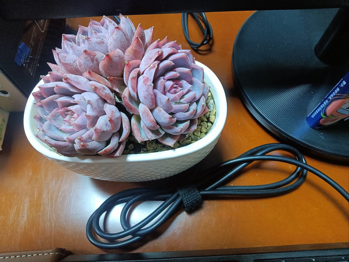 SATYANARAYAND99's tweet photo. My 10-minute desk refresh: swapped cluttered cables for a sleek tray, added a tiny potted succulent, and now my morning work sessions feel way calmer. Love how small changes make big vibes! https://t.co/uLSQOkGEsf
