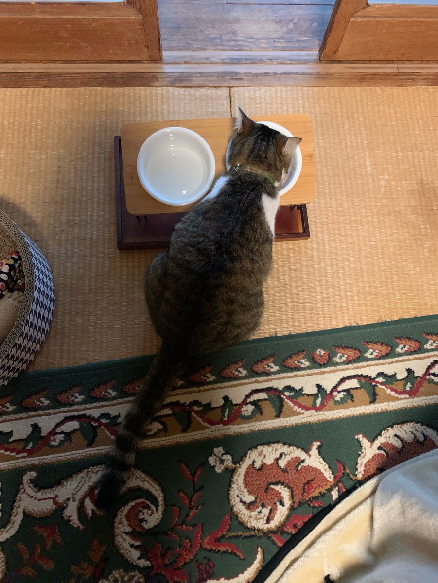 920_kunimaru's tweet photo. 9/5のおはよ🌧️▶︎🌤️九二丸

#土曜日のねこ
#涼しさはｶﾘｶﾘを胃の腑に導く
#残さずﾍﾟﾛﾘニ https://t.co/H9VofcDYcp