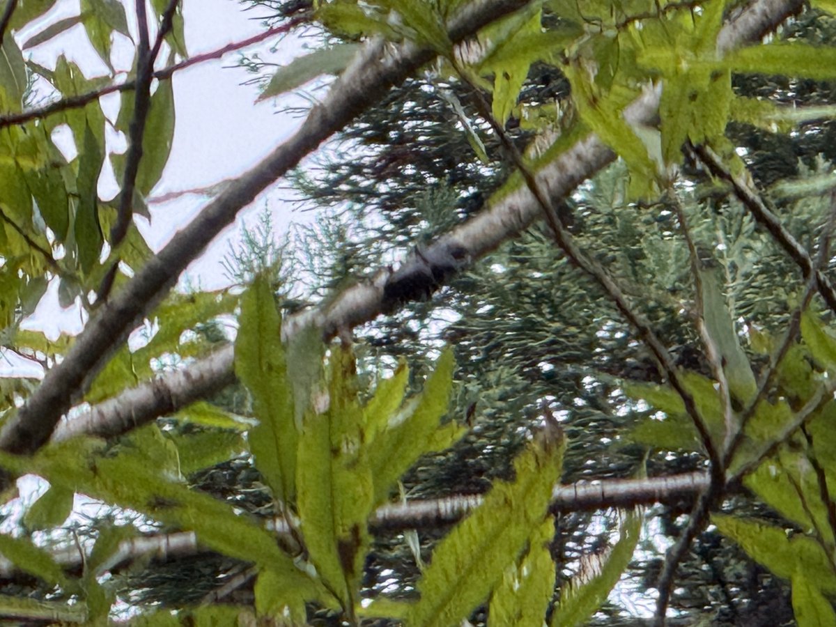 insect__crazy's tweet photo. 今日はアカアシの新規開拓

新しい木は見つけられなかったが、前から知っていた場所で採れることが発覚😄

前は居なかったと思うんやけどなぁ笑 https://t.co/on7wKEXvzG