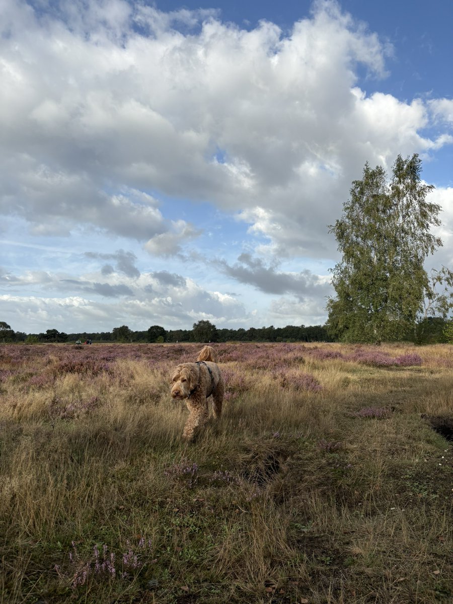 StephanvanHuis's tweet photo. 08.30 uur Zaterdagochtendrondje #holger #GroevenbeekseHeide #Ermelo https://t.co/SJswBzfJHi