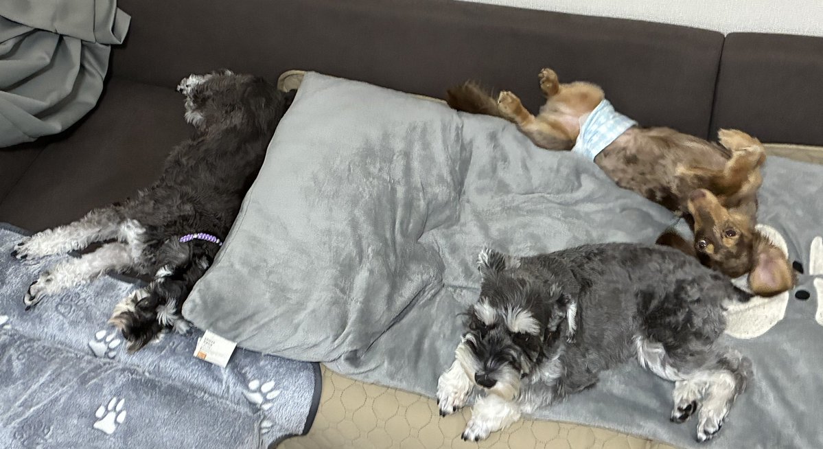 kohakunchos511's tweet photo. 月イチ犬会🐶🐾
２匹とも力加減考えてワンプロしてくれた賢い。ココが毎回楽しそうでなにより。 https://t.co/mV6U9A7TPR