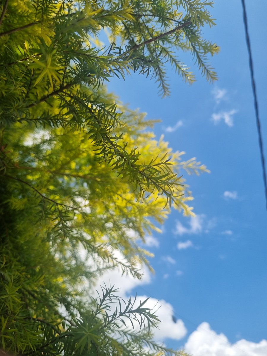 mayank_b_'s tweet photo. Between the branches and the blue,
there is a silence only nature knows.

No deadlines. No noise.

Just light finding its way through. 🌿☁️ https://t.co/mEJI7QrPSa