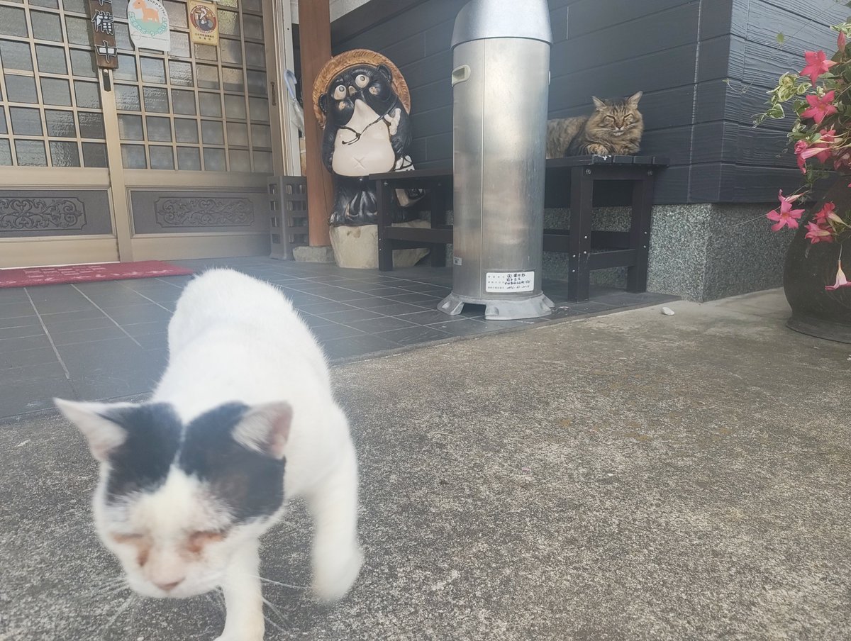 Can0pus2spla's tweet photo. 田舎最高 https://t.co/GE5h9bqmGR