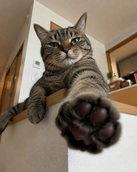 lily2flowers's tweet photo. 大きな肉球を目の前に突き出す猫、まるで触ってと誘っているようで可愛い。 https://t.co/S6PUfoiPPh