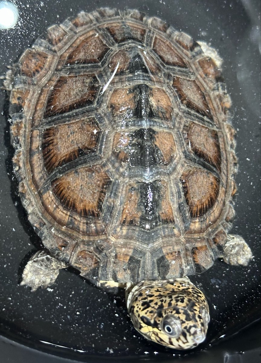 animal_KOBAR's tweet photo. クロハコヨコクビガメ 小さめ新入荷です🐢🆕
頭の模様が素敵です😊
フード食べてます‼️
大きな個体はカッコいいですよ〜👍
#札幌爬虫類 #animalkobar #アニマルコバー #コバー #札幌爬虫類ショップ #ク��ハコヨコクビガメ https://t.co/tKsa5PXrRN