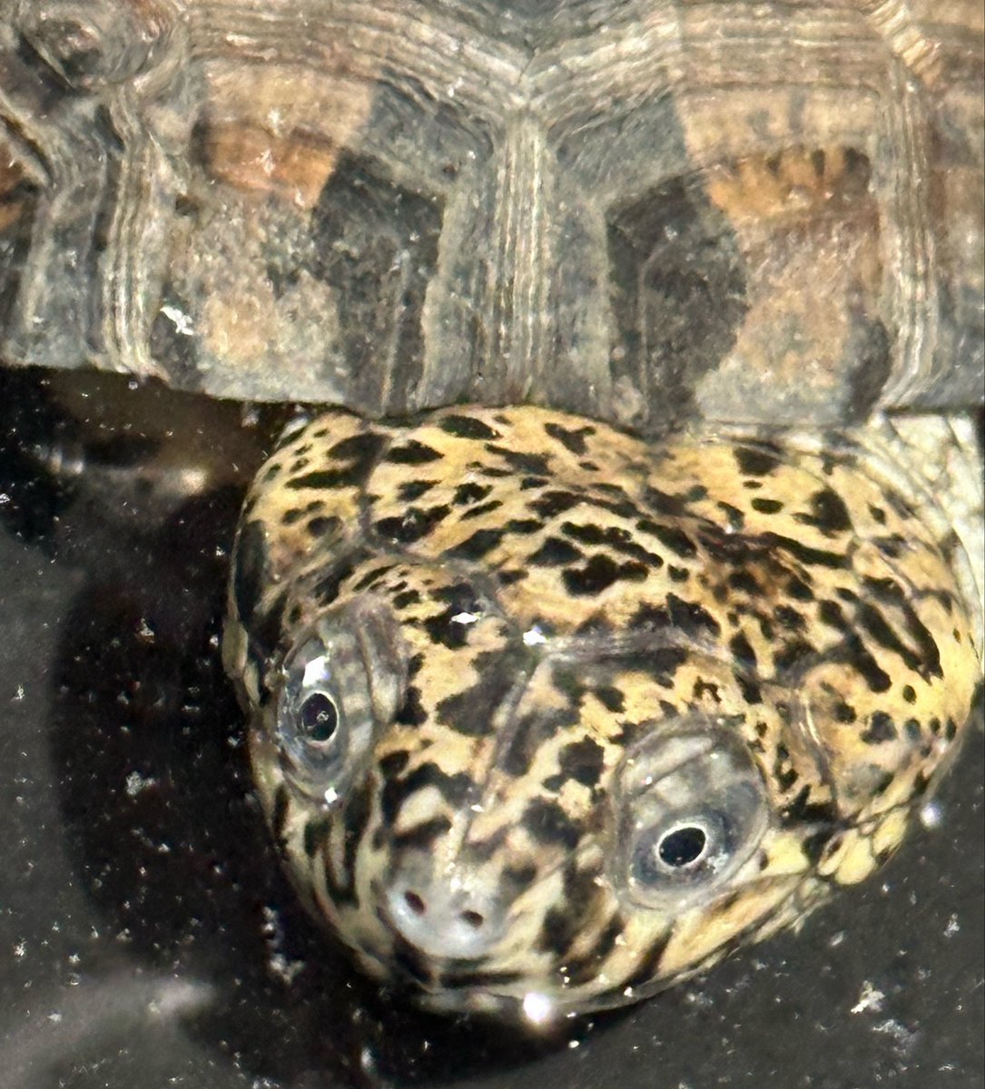 animal_KOBAR's tweet photo. クロハコヨコクビガメ 小さめ新入荷です🐢🆕
頭の模様が素敵です😊
フード食べてます‼️
大きな個体はカッコいいですよ〜👍
#札幌爬虫類 #animalkobar #アニマルコバー #コバー #札幌爬虫類ショップ #ク��ハコヨコクビガメ https://t.co/tKsa5PXrRN