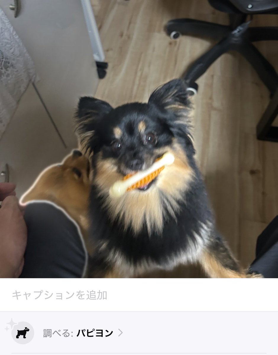 kabe_fit's tweet photo. ライブラリのこの機能初めて知った！
1枚目→黒いのはポメ×パピヨンだからわかる
2枚目→まぁどっちもポメですね
3枚目→チャウチャウちゃうわw https://t.co/jteK9T3oX3