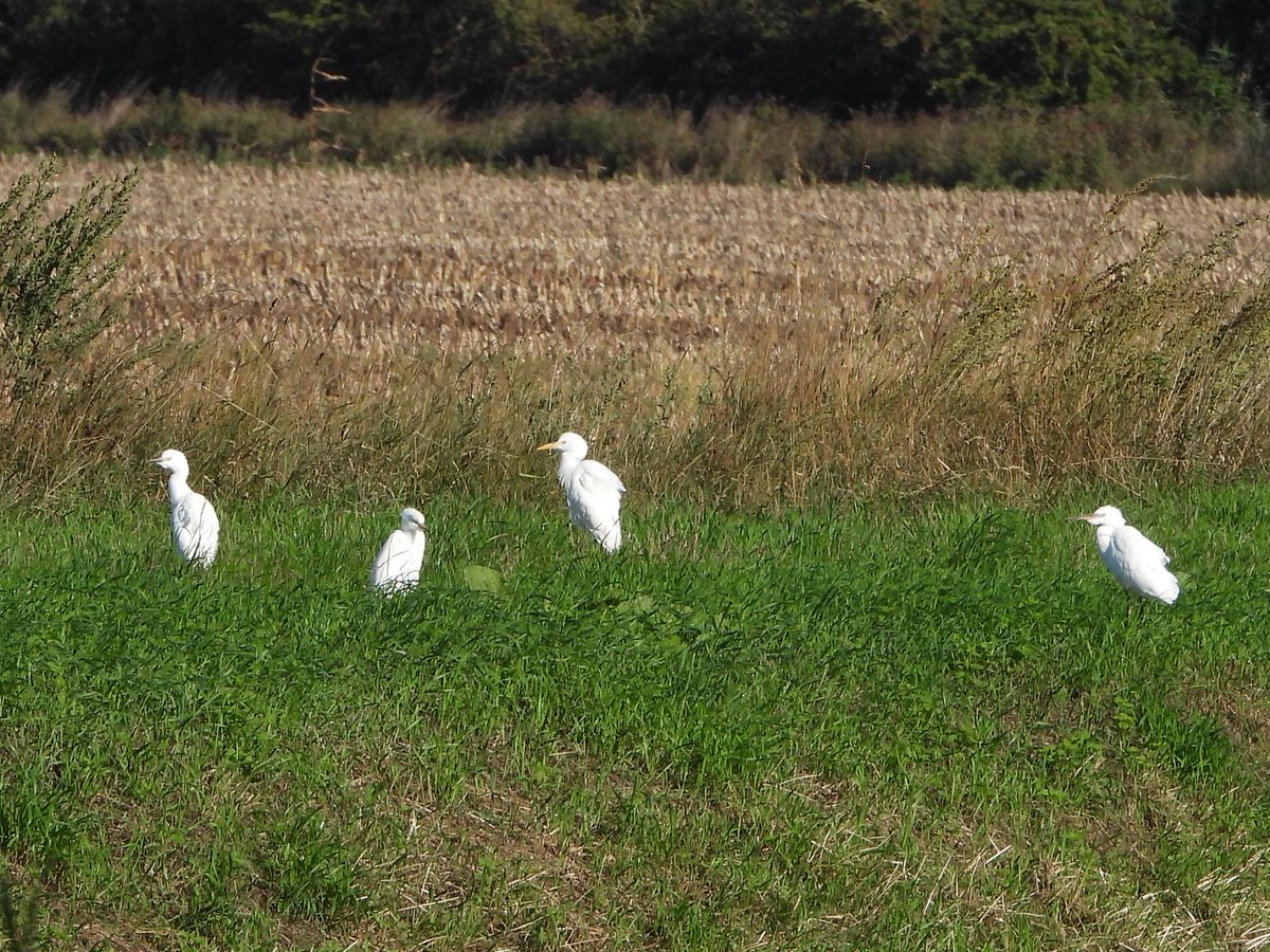 andysims4049's tweet photo. 4 Cattle Egrets on bank of main drain by mere this morning. Flew onto harvested maize field. Also 5 L &amp; 3 G W Egrets. @Lincsbirding @PatchBirding @BTO_Lincs @LincsWildlife https://t.co/zOg0gKgq6h