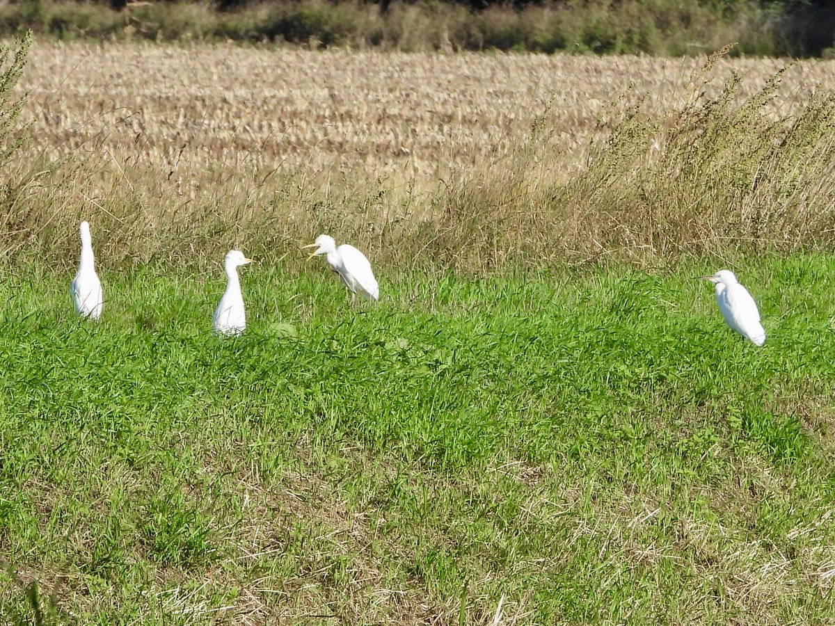andysims4049's tweet photo. 4 Cattle Egrets on bank of main drain by mere this morning. Flew onto harvested maize field. Also 5 L &amp; 3 G W Egrets. @Lincsbirding @PatchBirding @BTO_Lincs @LincsWildlife https://t.co/zOg0gKgq6h