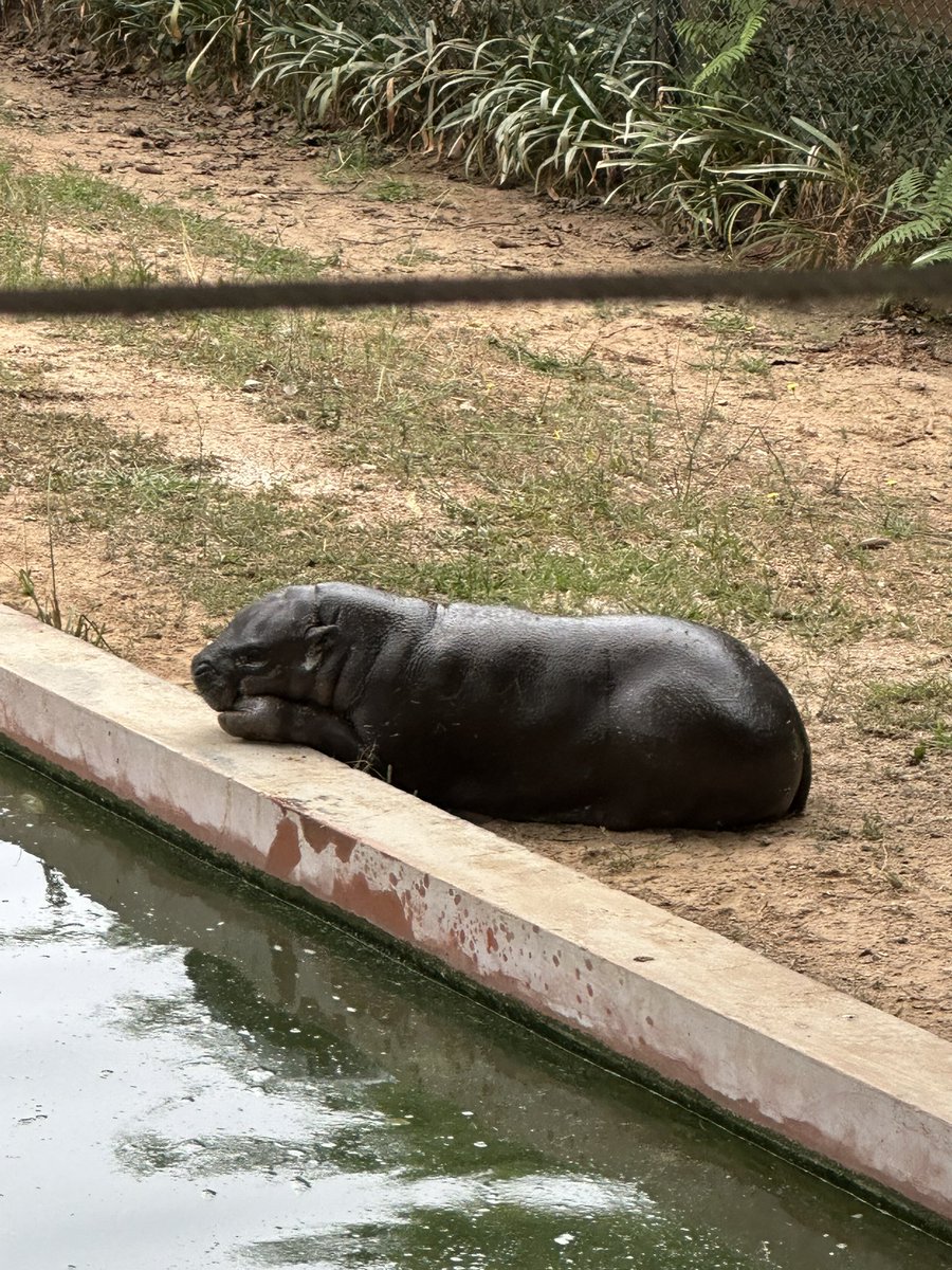 Poipoihippo's tweet photo. Gm 🦛🦛🦛 https://t.co/XrayaoDLCJ